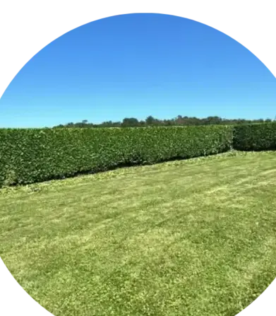 abbatage d'arbres à Crozon - image 3