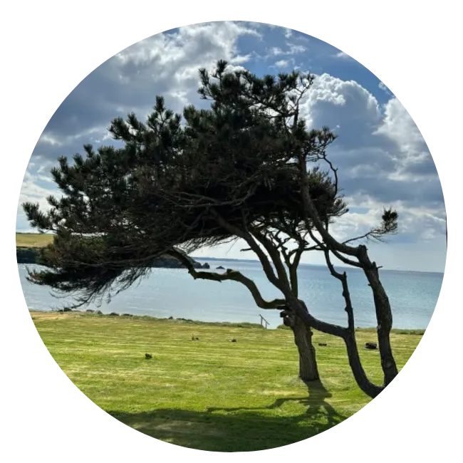 abbatage d arbres plomodiern