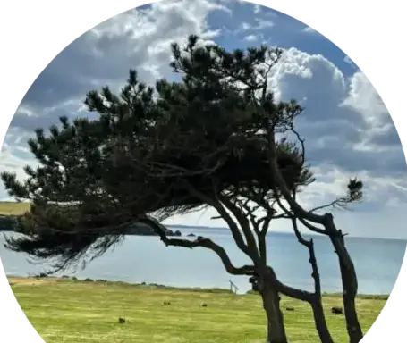 abbatage d'arbres Port-Launay-4