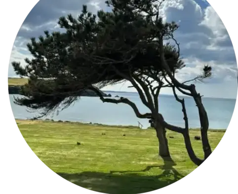 abbatage d'arbres Saint-Nic-2