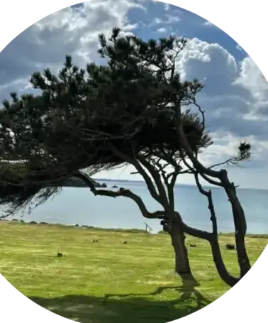 élagage à Crozon - image 2