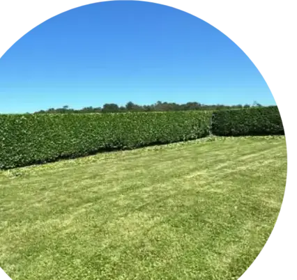 élagage à Crozon - image 3