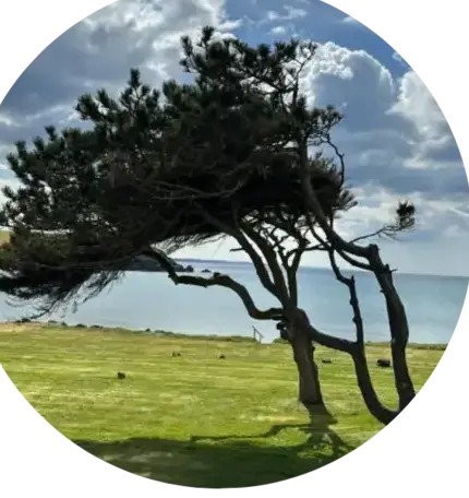 taille de haie à Crozon - image 3