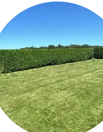 taille de haie Crozon-5