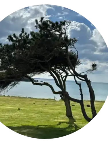 taille de haie Port-Launay-4